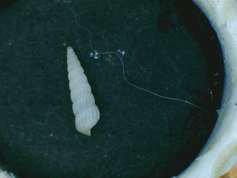 Turbonilla pusilla